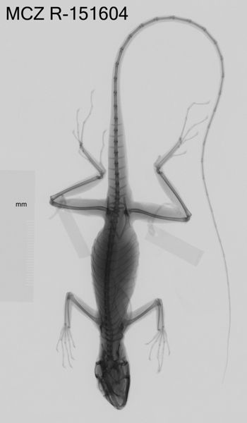 Media type: image;   Herpetology R-151604 Aspect: dorsoventral x-ray